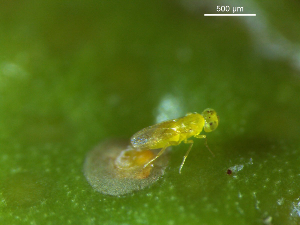 Importantes descubrimientos para el control biológico del piojo rojo de California en #cítricos se plasman en una tesis doctoral dirigida por investigadores del IVIA goo.gl/r2HbaK