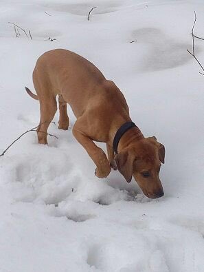 In honour of #NationalPuppyDay I’m sharing a picture of Malaika, my beautiful 20 week old Rhodesian Ridgeback, taken in the snow in Dartington last week. 
#devonsnow @DevonLife @DoggyDevon @dartington