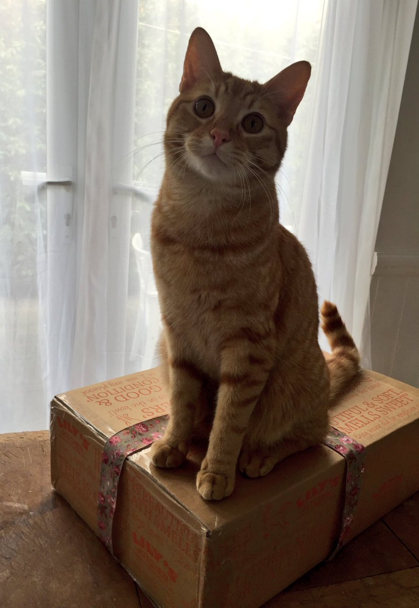 PawsomeJameson's tweet photo. Thanks @lilyskitchen 😸
Love your delicious Curious Kitten recipes but now super excited to try the adult selection I got for my first birthday.
Do you like my Whisker Lickin' Chicken cake?
#ItsNotLoopy 💕 https://t.co/aJ3HNwpw1F