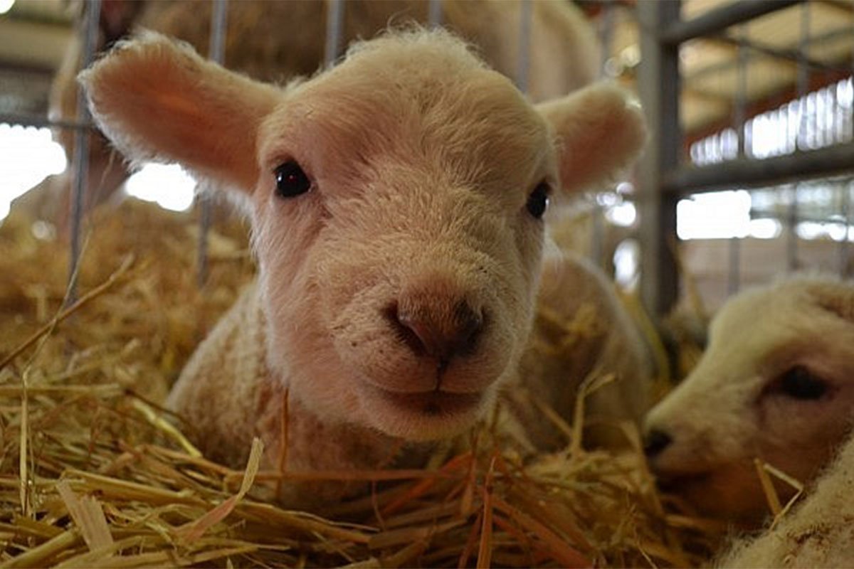 country_idyll's tweet photo. Check out these cuties @CotswoldFarmPrk - latest events listings can be found at https://t.co/qPlPdsOWjN @AdamHenson #lambing #events #pringtime #cotswolds #holiday #cottages #spendtheweekend https://t.co/gqK4P8zLDG https://t.co/O9OhiIOsmV