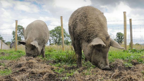 We need to protect small farms and growers from becoming an 'endangered species' post Brexit. Investing in ethical community #farms like Stockwood helps to secure our future and helps us prosper. 
<a href="/FarmersWeekly/">Farmers Weekly</a> 
fwi.co.uk/news/small-far…