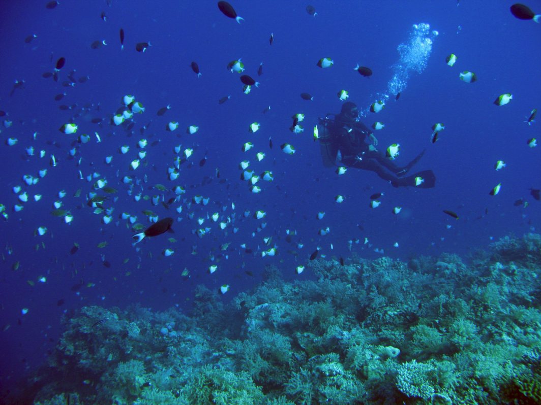 El futuro son los océanos pero sólo se conoce el 5%, afirma el geólogo Juteau ow.ly/utj030j6tYY vía <a href="/EFEverde/">EFE Verde</a>