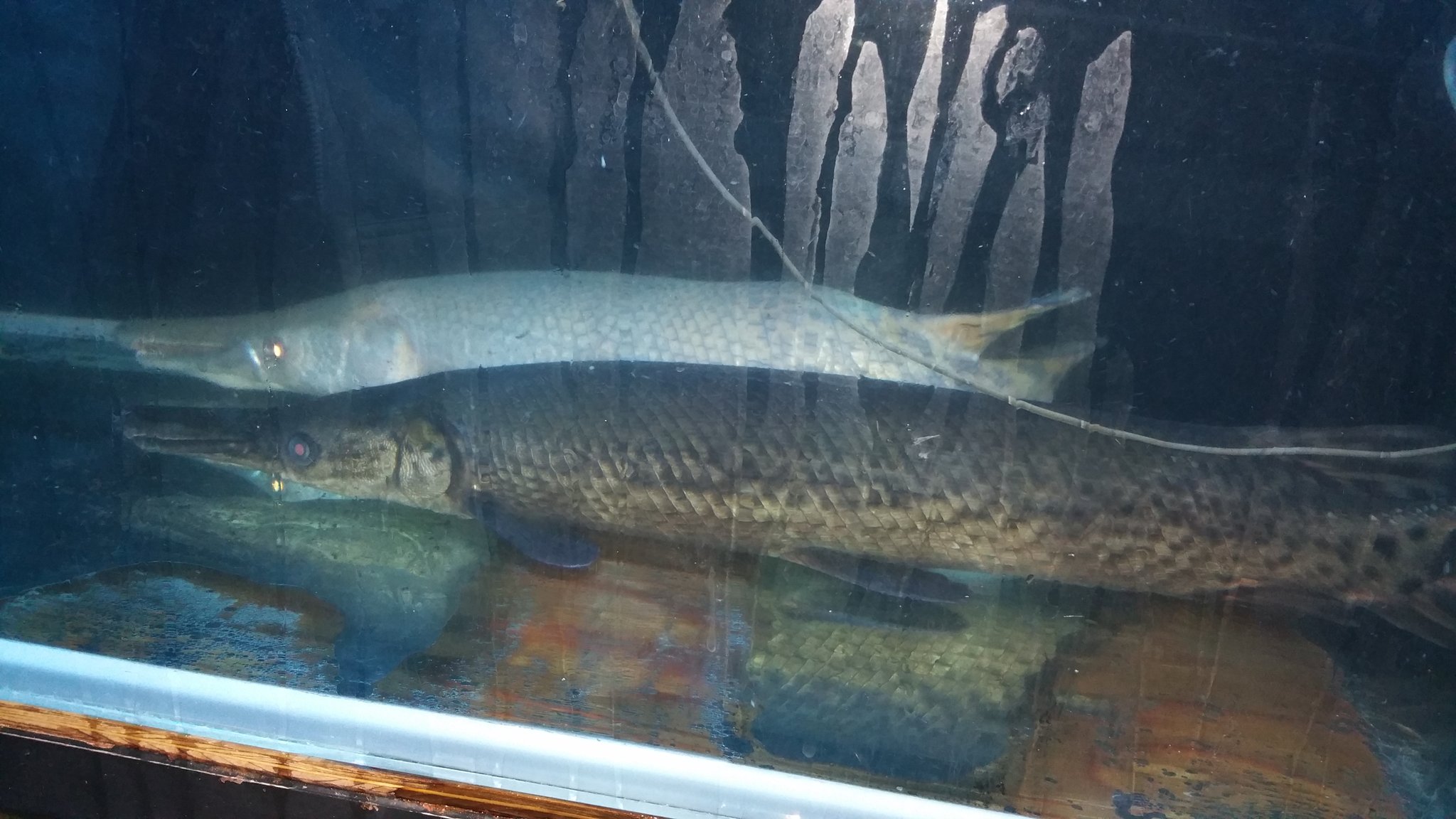 Pma 熱帯魚販売 Wdメキシコアリゲーターガー1m スーパーショートアリゲーターガー80 も水槽に移しました かなりかっこいいです 販売しております T Co Yzcnapkvbj Twitter