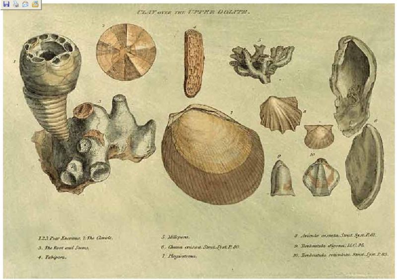 #FossilFriday March 23, 1769 marks the birthday of pioneering stratigrapher William Smith, who is credited creating the 1st true geological map &amp; introducing the concept of index fossils to distinguish sedimentary layers tinyurl.com/ybysyovn