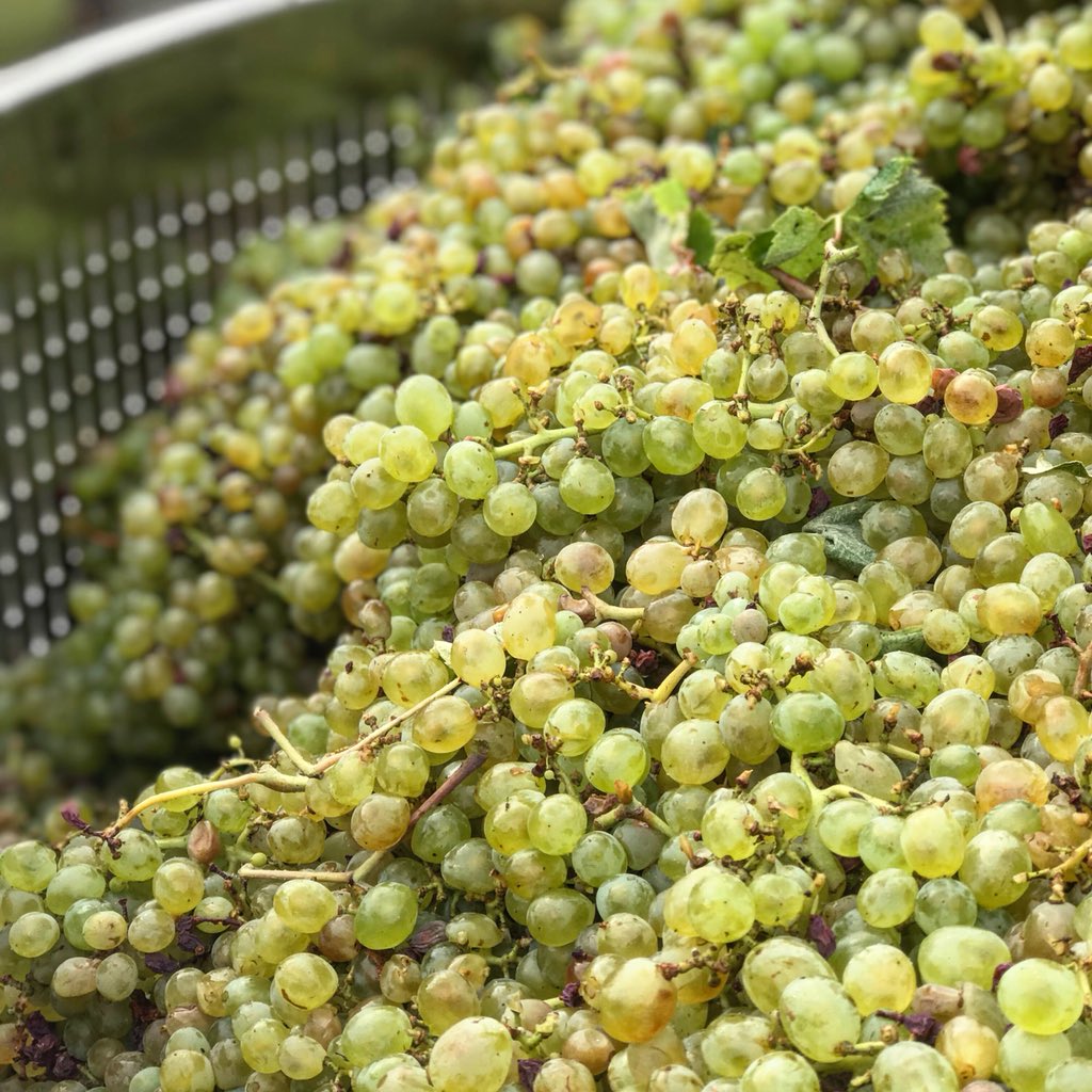 #V18 is shaping up to be an absolute ripper at Yangarra, with some exciting new additions making an appearance in the winery. Watch this space...
#YangarraEstate #McLarenVale #grenacheblanc #bourboulenc #clairette #picpoulblanc
