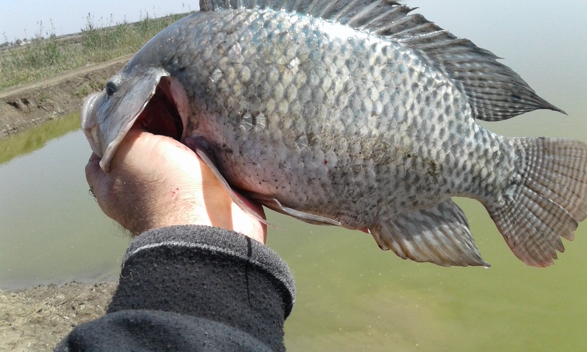 سمك البلطى وحيد الجنس وزن 700 جرام انتاج مزارع عائلة نورالدين
مع تحياتى 
#الاستزراع_السمكى_والمزارع_السمكيه