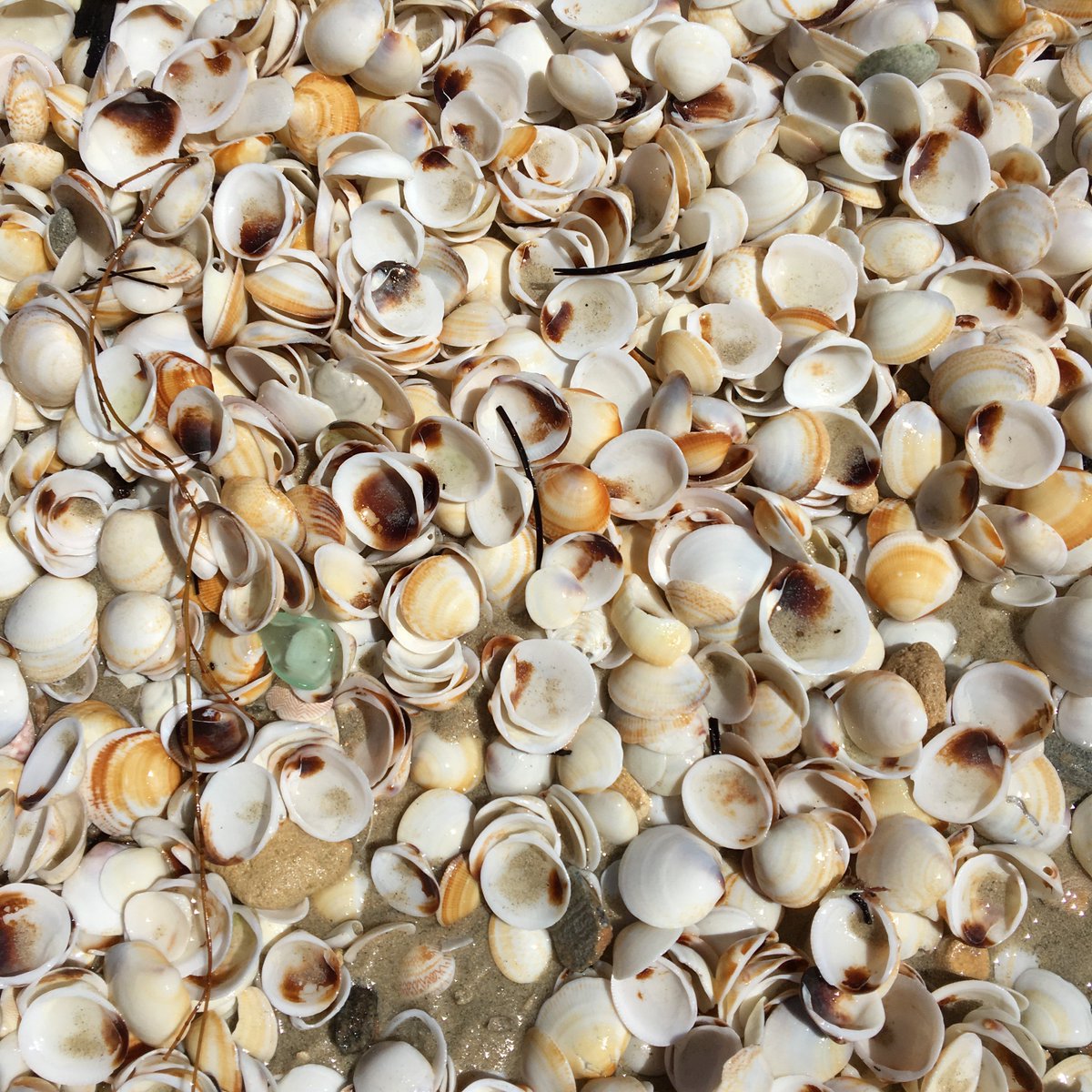 aimiyatwit12's tweet photo. #seashells #shell #🐚 #sea #beach #cottesloebeach #cottesloe #perth #westernaustralia #wa #icwest #amazingwa #perthhappening #perthtodo #perthisok #helloperth #soperth #myperth #australia #perthlife #perthevent #perthkids #ビーチ #パース #オーストラリア #貝殻 #海 https://t.co/4jTatwNz1f