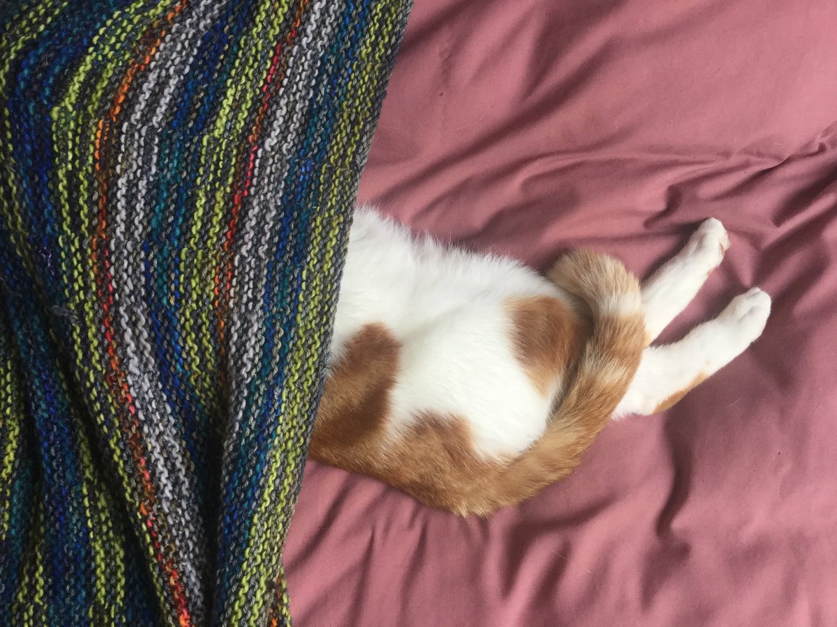 Our cat not yet got the concept of how a blanket usually works.