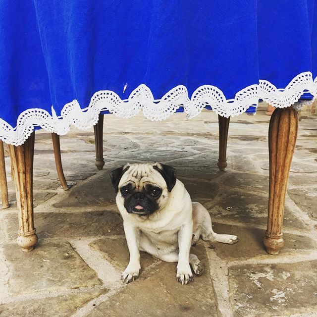 BounderCad's tweet photo. ‘Table for 1, pls’ 🐶 Join our mascot Prugna the Pug by snapping up the last few tickets for our show on Tues (April show nearly sold out too) @liveatzedel #cabaret #getatable #prugnathepug #pugsofinstagram #puglife #florence https://t.co/uWA31SocXU https://t.co/DiDg4S7D04