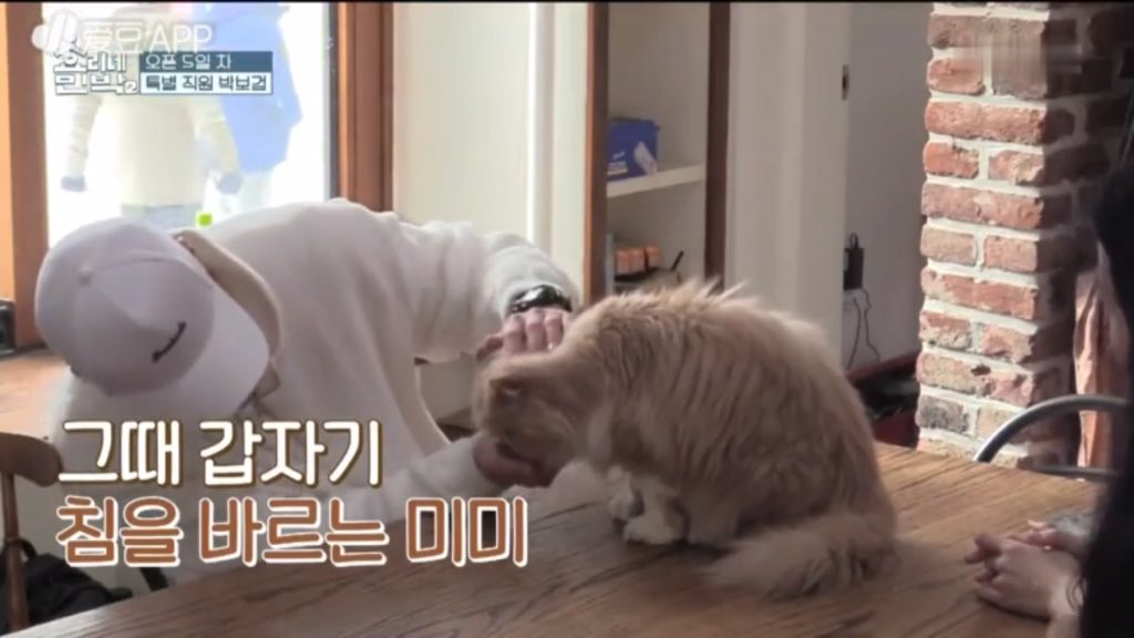 vitamin_bogummy's tweet photo. พยายามหาเพื่อนมาเป็นพวก โดยการโปรยเสน่ห์ใส่น้องมีมี่🐱

โปรยได้สิ้นเปลืองแม้กระทั้งกับหมาแมว~

 #박보검 #효리네민박2 #พัคโบกอม #朴寶劍 #パクボゴム #Parkbogum #Bogummy https://t.co/qUDb76gZ5m