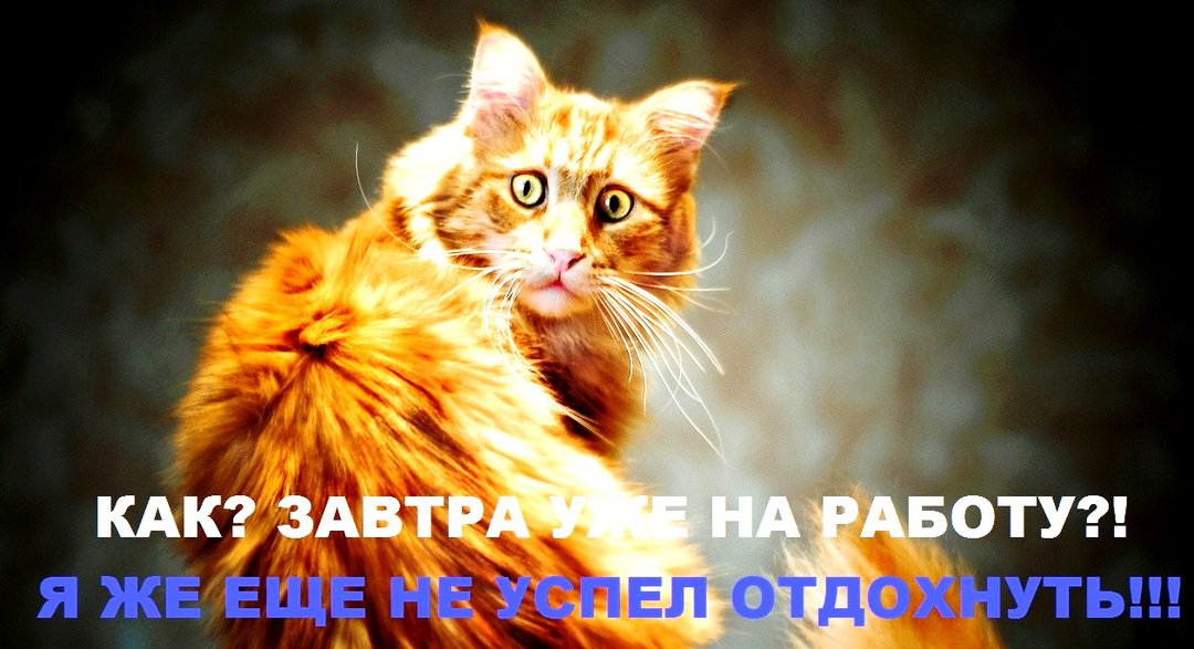 Хорошего воскресного вечера картинки прикольные, лет поздравление картинках