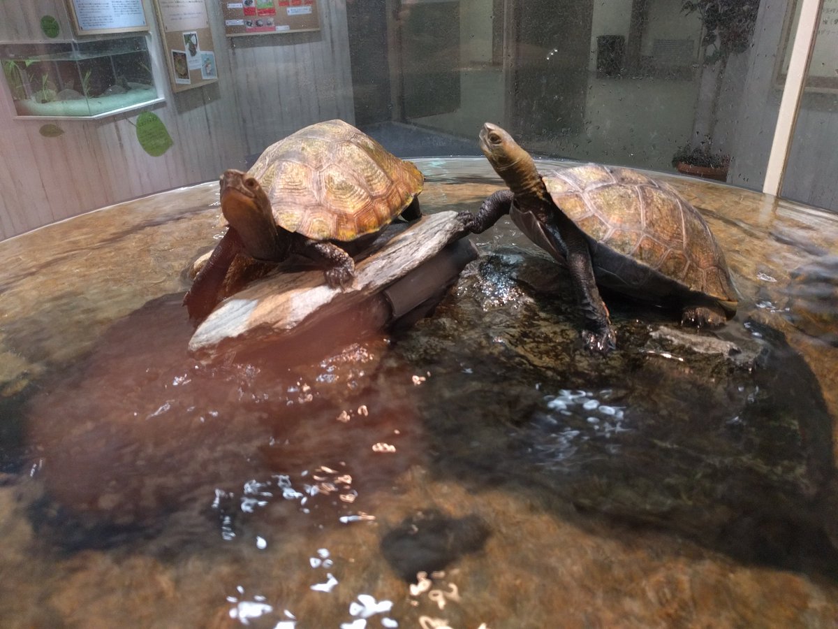 1日目の終わりには懇親会もあり、共催の名古屋港水族館の黒潮水槽の前で食事をとりつつカメ好きの方々と交流を深めることが出来ました。また、現在名古屋港水族館で開催中の特別展「カメ、知ってる？」も見てきました。
(内)