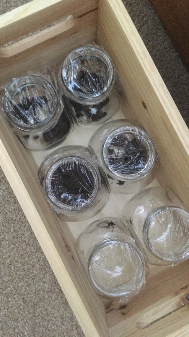 Phillips10T's tweet photo. Collected some bugs ready to introduce minibeasts to Nursery tomorrow 🕷🕷 #minibeasts #nursery #teaching https://t.co/DnvY2iZqCs