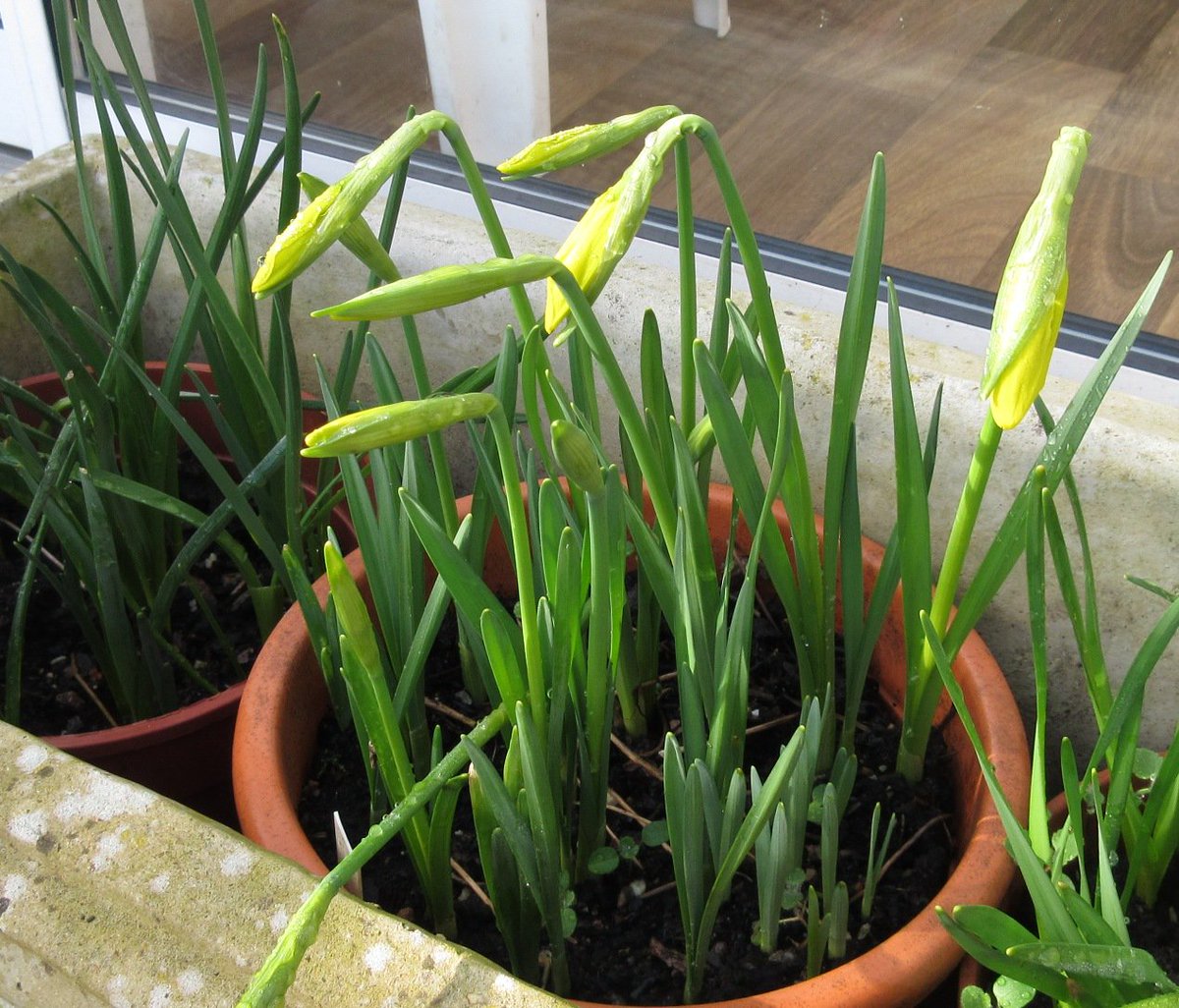 PhilsPlot's tweet photo. February's delayed this year! #FebruaryGold #Narcissus @Pollieslilies @autisticgardner @daviddomoney @LoopyLou44 @myflowerpatch @snaplants @Fuchsiarius @EvertonElsie @gardentags @LifeatNo27 @Hugh_Cassidy @darrenlakin2 @montysdognellie @theterrywalton @GardenNewsmag https://t.co/W0qUT2fQzw