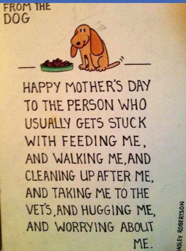 ArchieAndWilson's tweet photo. @RoombaQueen Happy Mothers Day mum, we love you the best really 🐶🐶💕💗💕 https://t.co/zR5hkY2ysr