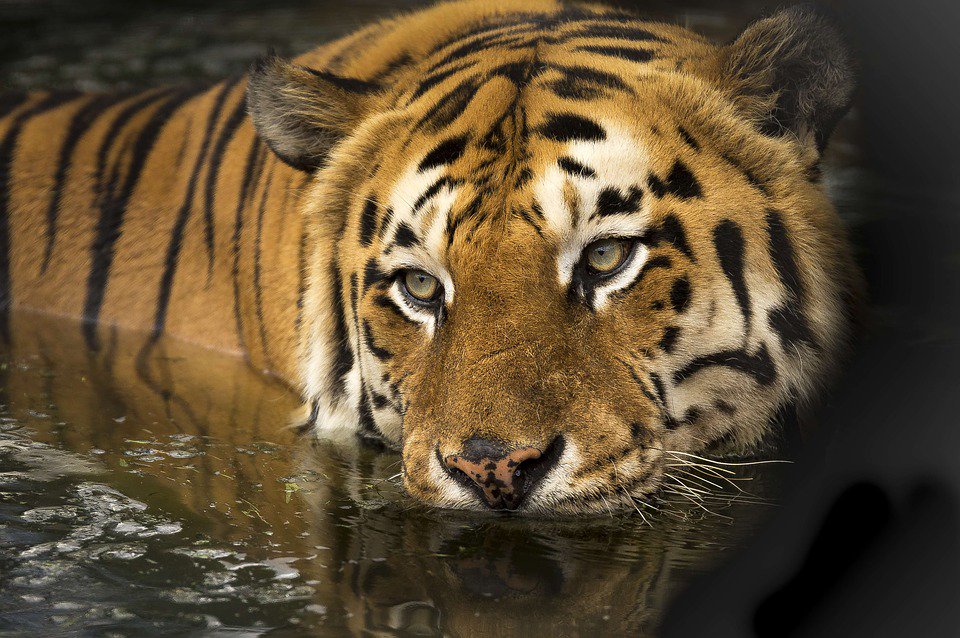 Indonésie: un homme tué par un tigre de Sumatra news.sfr.fr/actualites/mon…