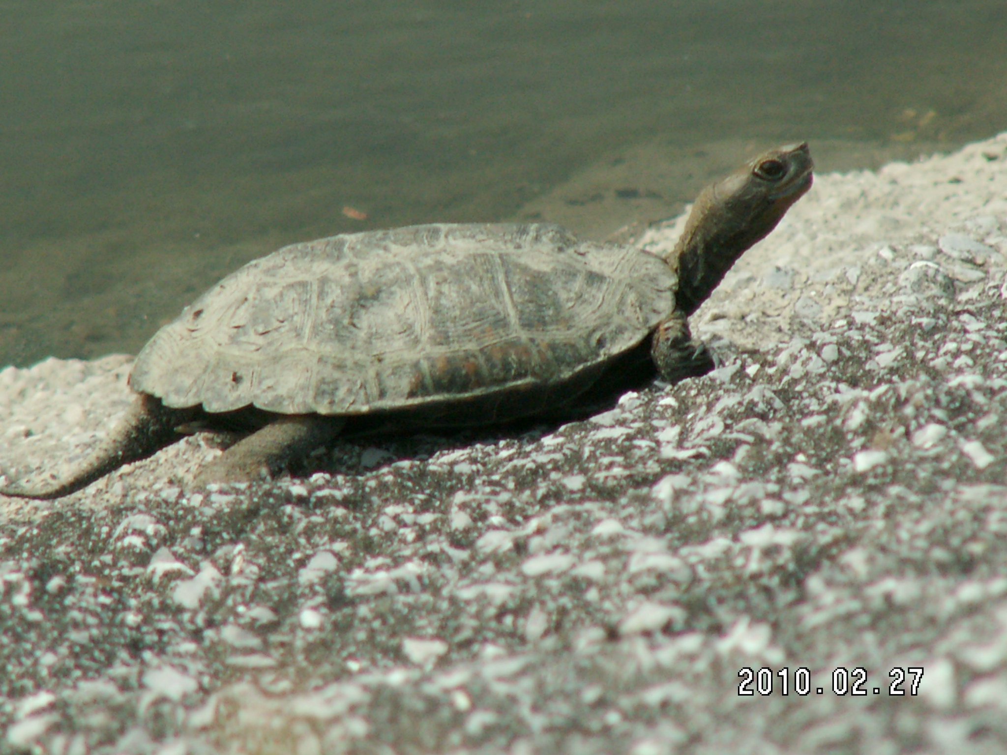 O Xrhsths 日本石亀観察学会 Sto Twitter 一枚目は8年前の2月に遭遇したイシガメ 2枚目今日遭遇したイシガメ同じ場所という事で同じ個体か 甲羅の形似ているよね 愛媛カメ研究会 イシガメ