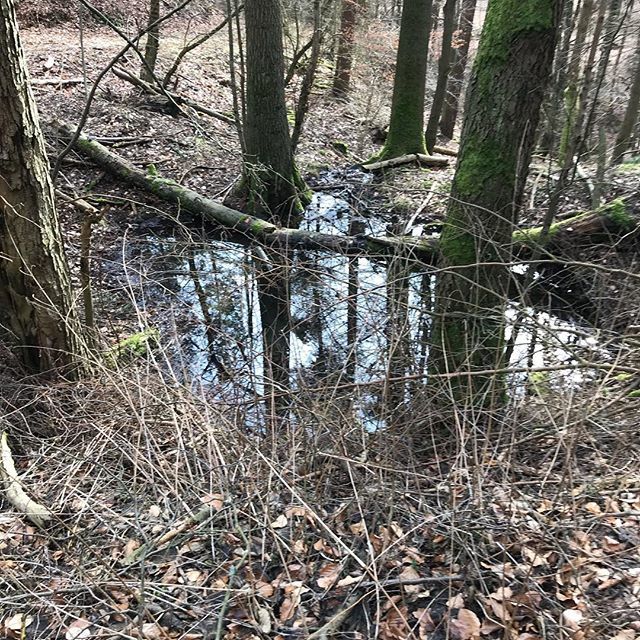 Suhlenpflege im Revier #meinjagderlebnis #schwarzwild #rotwild ift.tt/2FyPqK7