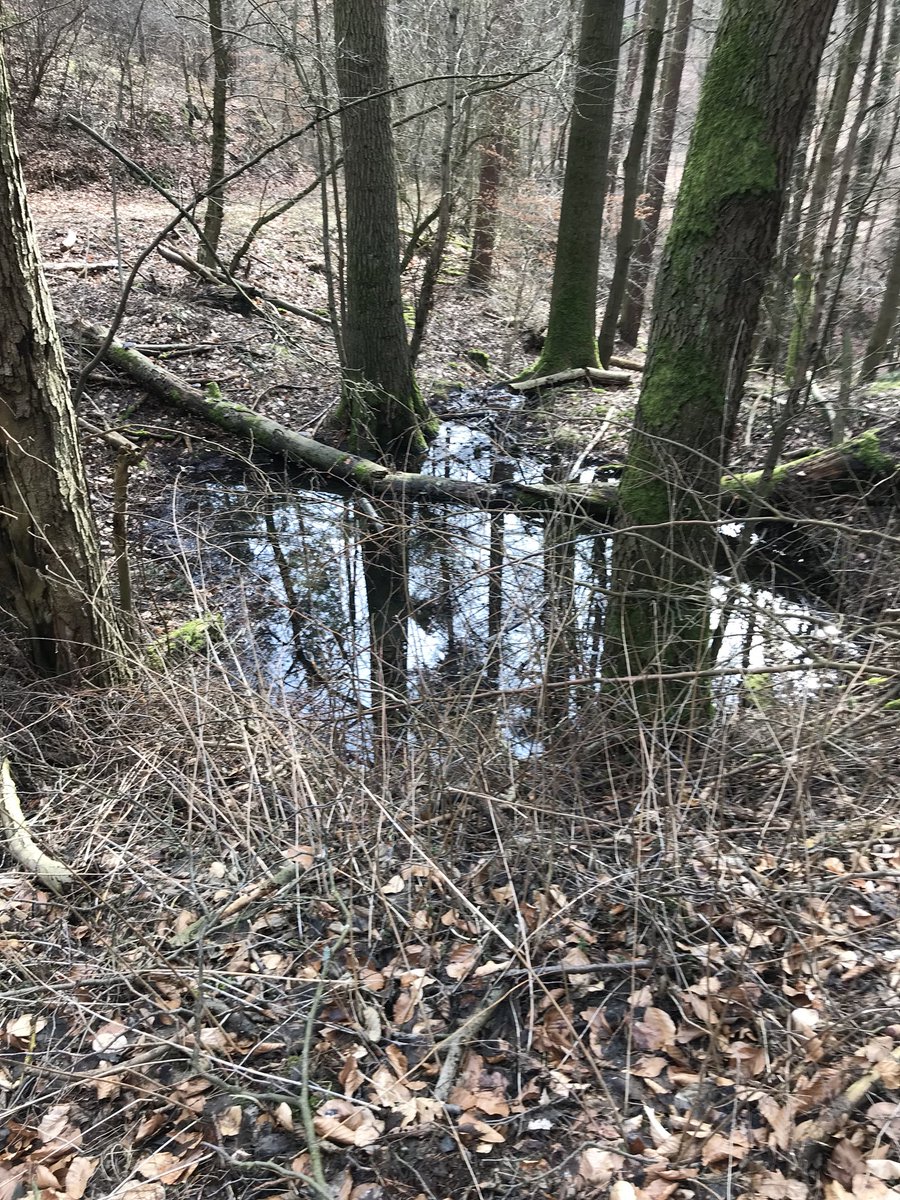 Suhlenpflege im Revier #meinjagderlebnis #schwarzwild #rotwild