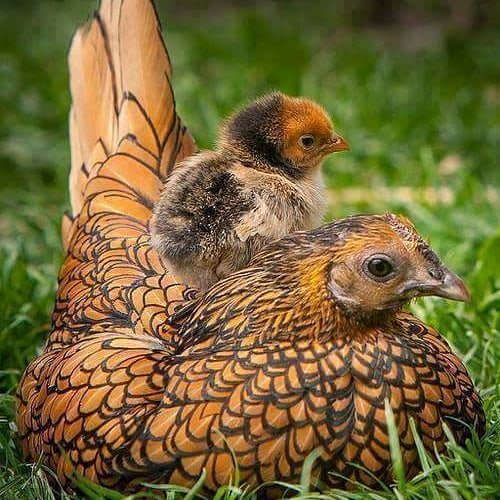 BoltonChickSave's tweet photo. Happy Mother's Day! ❤️ 

Did you know...?

❤️ Mother hens talk and purr to their unborn babies, and they peep back through their shells!

❤️ Even as their chicks grow, mothers shield them under their wings at night safeguarding them from harm. 

https://t.co/8CQjxhSn5Z ❤️ https://t.co/TfbUbR6wUT