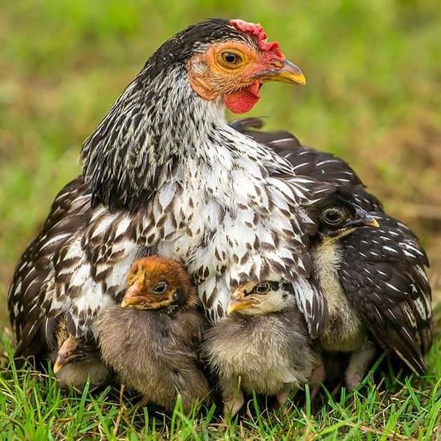 BoltonChickSave's tweet photo. Happy Mother's Day! ❤️ 

Did you know...?

❤️ Mother hens talk and purr to their unborn babies, and they peep back through their shells!

❤️ Even as their chicks grow, mothers shield them under their wings at night safeguarding them from harm. 

https://t.co/8CQjxhSn5Z ❤️ https://t.co/TfbUbR6wUT