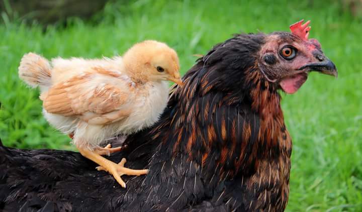 Happy Mother's Day! ❤️ 

Did you know...?

❤️ Mother hens talk and purr to their unborn babies, and they peep back through their shells!

❤️ Even as their chicks grow, mothers shield them under their wings at night safeguarding them from harm. 

whyveganism.com ❤️
