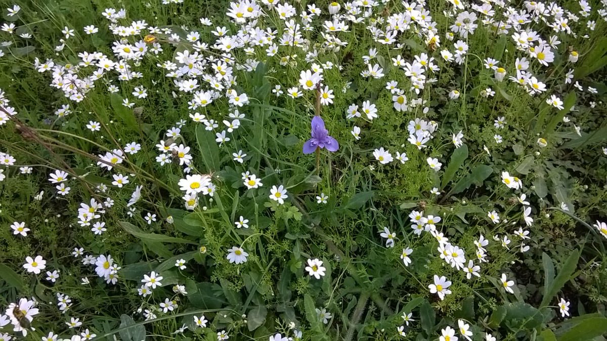MonaMonaelise's tweet photo. 💓lich guten Morgen!
Ich wünsche Euch
e. gut gelaunten Sonntag!
☕️🍃🐈
Wer den Luxus guter Laune hat, vergisst
nämlich nicht so leicht,
daß schon
Kleinigkeiten🌷🍇🍥💋
Betrübten Freude bereiten
können.
In d. Sinne versuche ich’s mit Frühlingsboten aus #Dacza / #Türkei. https://t.co/vjz4MWG4cm