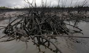 BodoCleanup tweet picture