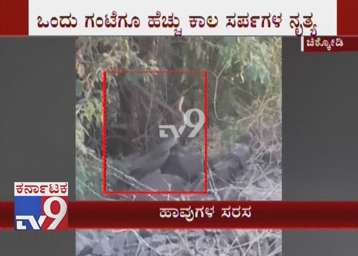 tv9kannada's tweet photo. 'Snake Dancing' Amazing Video Seen At Belagavi's Athani Taluk
Click Here ► https://t.co/aH7aCsjas1
ಬೆಳಗಾವಿ ಜಿಲ್ಲೆಯ ಅಥಣಿ ತಾಲೂಕಿನ ಅಡಹಳ್ಳಿ ಗ್ರಾಮದ ಬಳಿಯ ರಸ್ತೆ ಬದಿಯ ಪೊದೆಯೊಂದರಲ್ಲಿ ಜೋಡಿ ಹಾವುಗಳು ನೃತ್ಯ ಮಾಡುತ್ತಿರೋ ದೃಶ್ಯ ಸ್ಥಳೀಯರ ಮೊಬೈಲ್ ನಲ್ಲಿ ಸೆರೆಯಾಗಿದೆ.
#SnakeDancing #Snake #SnakeMating https://t.co/7vgjlck2v8