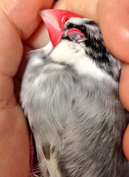 鳥が寝てて動けず 