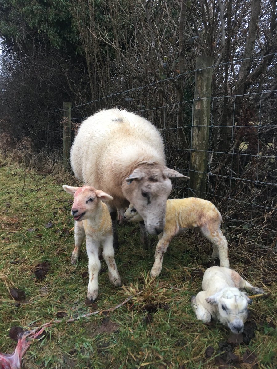 TorgellyLamb's tweet photo. A happy ewe this Mother’s Day #sheep365 #welshlamb #eatlocal https://t.co/5UIq7EXsqz