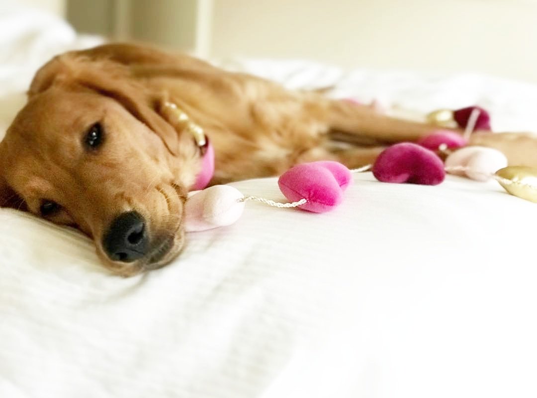 bonjourfido's tweet photo. Daylight savings got us feeling like ♥️😴♥️💤 #SolidCollection #DogCollar #dogs #puppy #goldenretriever #luxe #fancy https://t.co/G5O7sEysgq