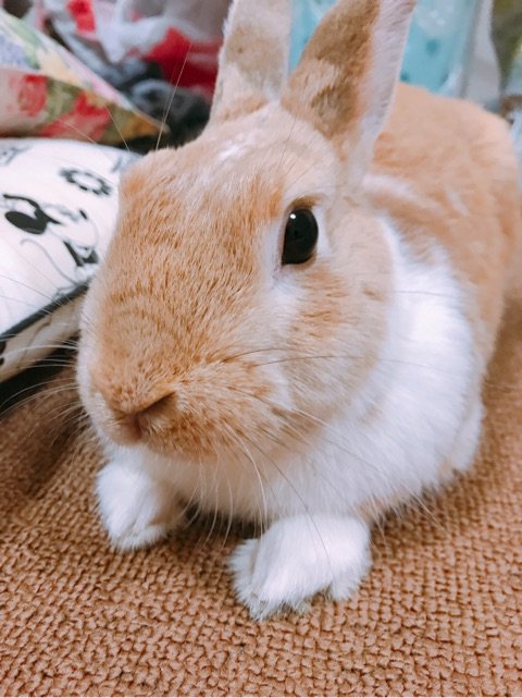 強制給餌 Twitter Sogning