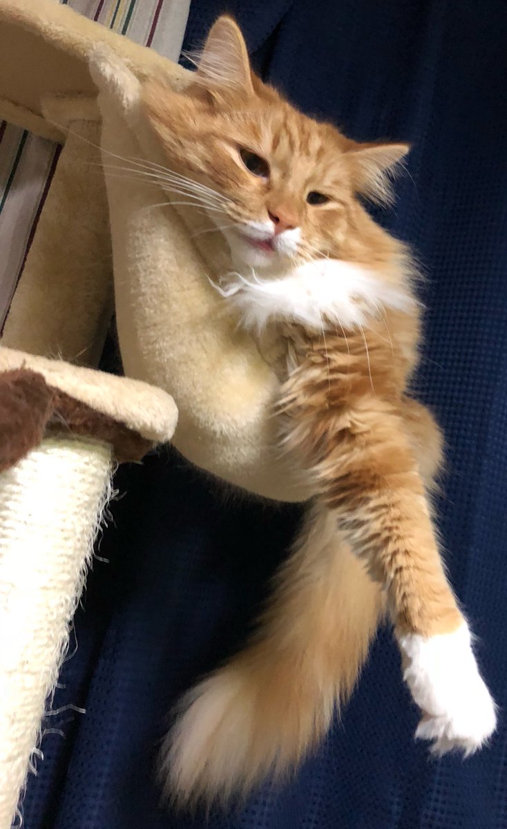 ボーダーコリー マンチカン ノルウェージャンフォレストキャット 雑種猫 犬猫の日常 V Twitter はみでてる 猫好きさんと繋がりたい ねこ 猫 ネコ Cat にゃんこ ねこ部 家猫 愛猫 猫まみれ みんねこ 可愛い ペット 動物大好き 猫好きさんと繋がり