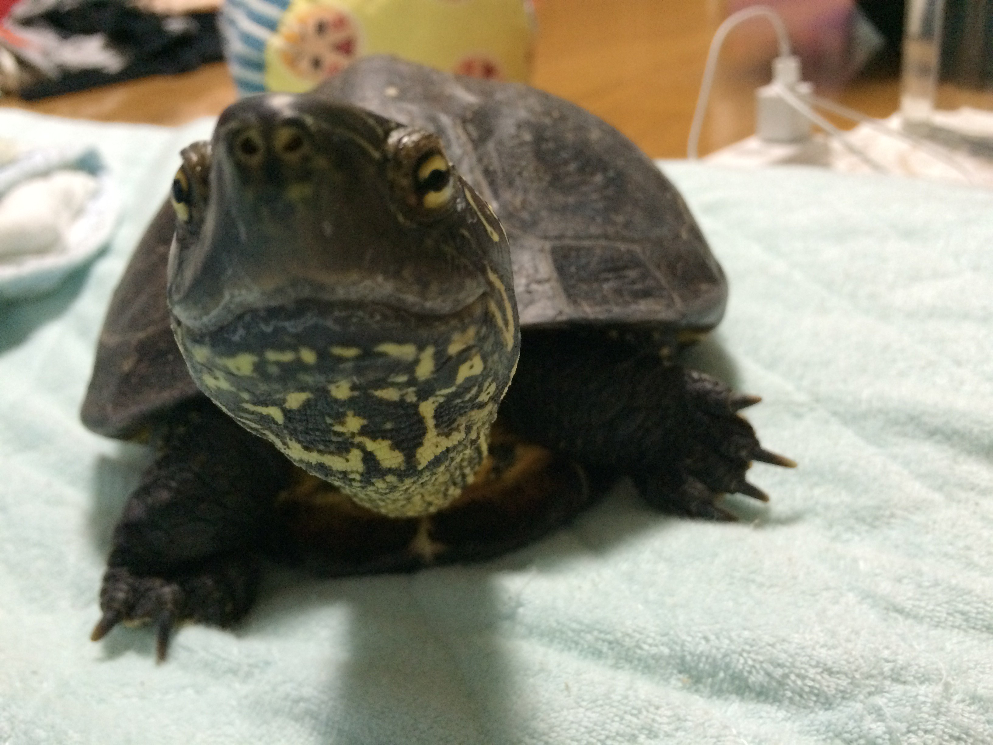 ナルパジン クサガメ は飼育してたら基本一度も威嚇臭を知ること無く寿命を終える事が多いんだけど どうしても嗅ぎたくて脇腹つつきまくってブチギレさせた事がある マジできついワキガ臭 目に沁みるレベルのにほひ これが クサガメの由来かとちょー納得