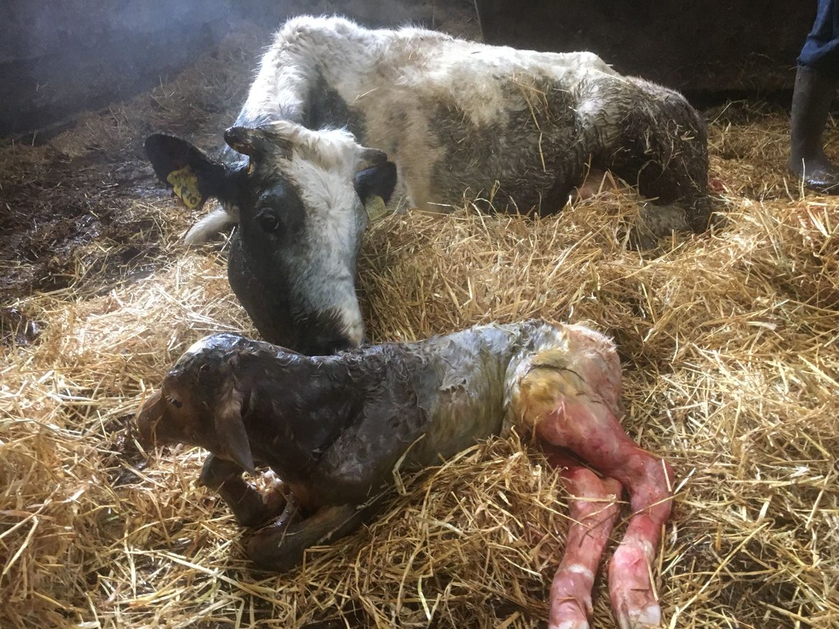 PVG Farm Team tweet media