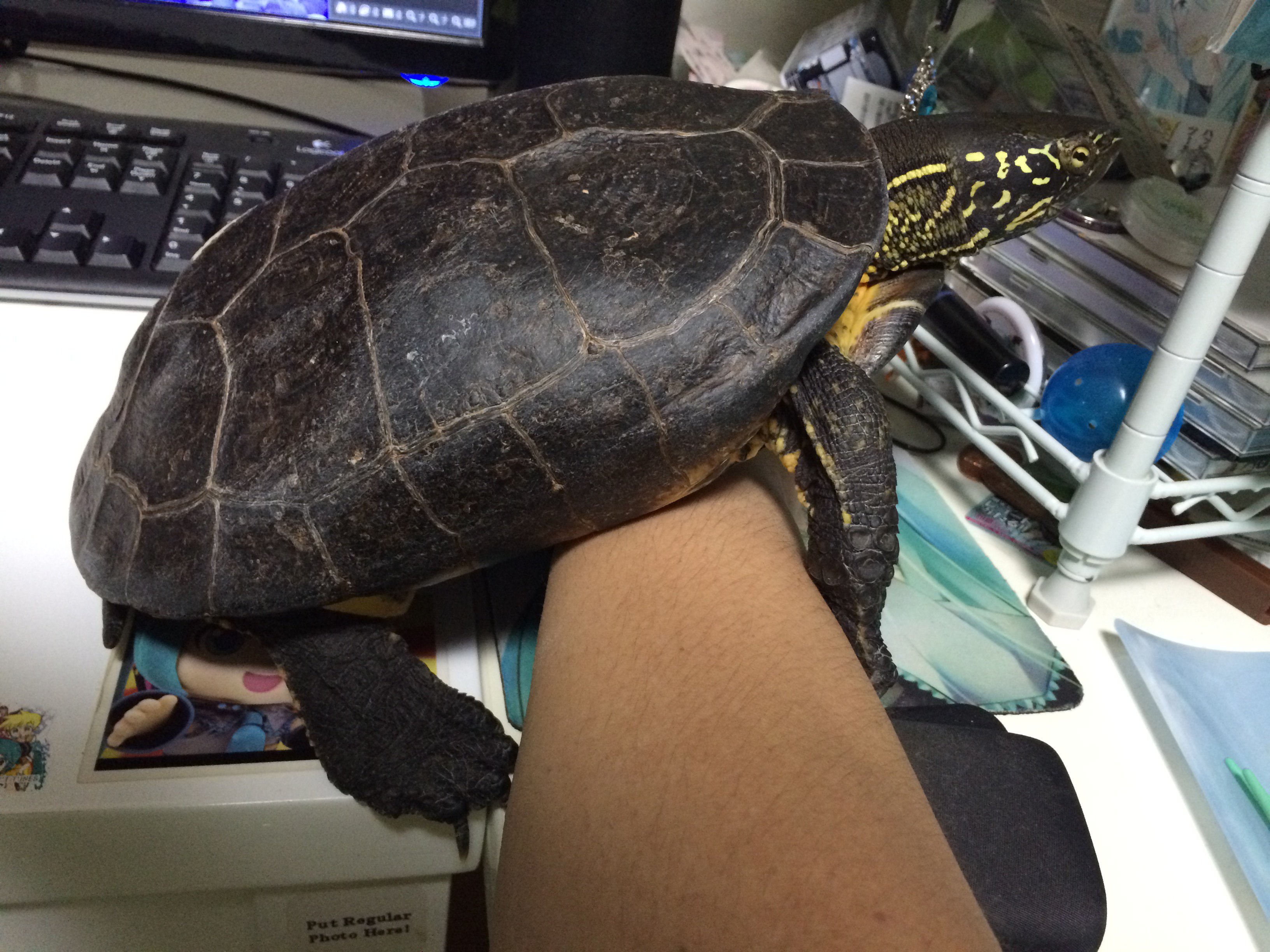 ナルパジン クサガメ は飼育してたら基本一度も威嚇臭を知ること無く寿命を終える事が多いんだけど どうしても嗅ぎたくて脇腹つつきまくってブチギレさせた事がある マジできついワキガ臭 目に沁みるレベルのにほひ これが クサガメの由来かとちょー納得