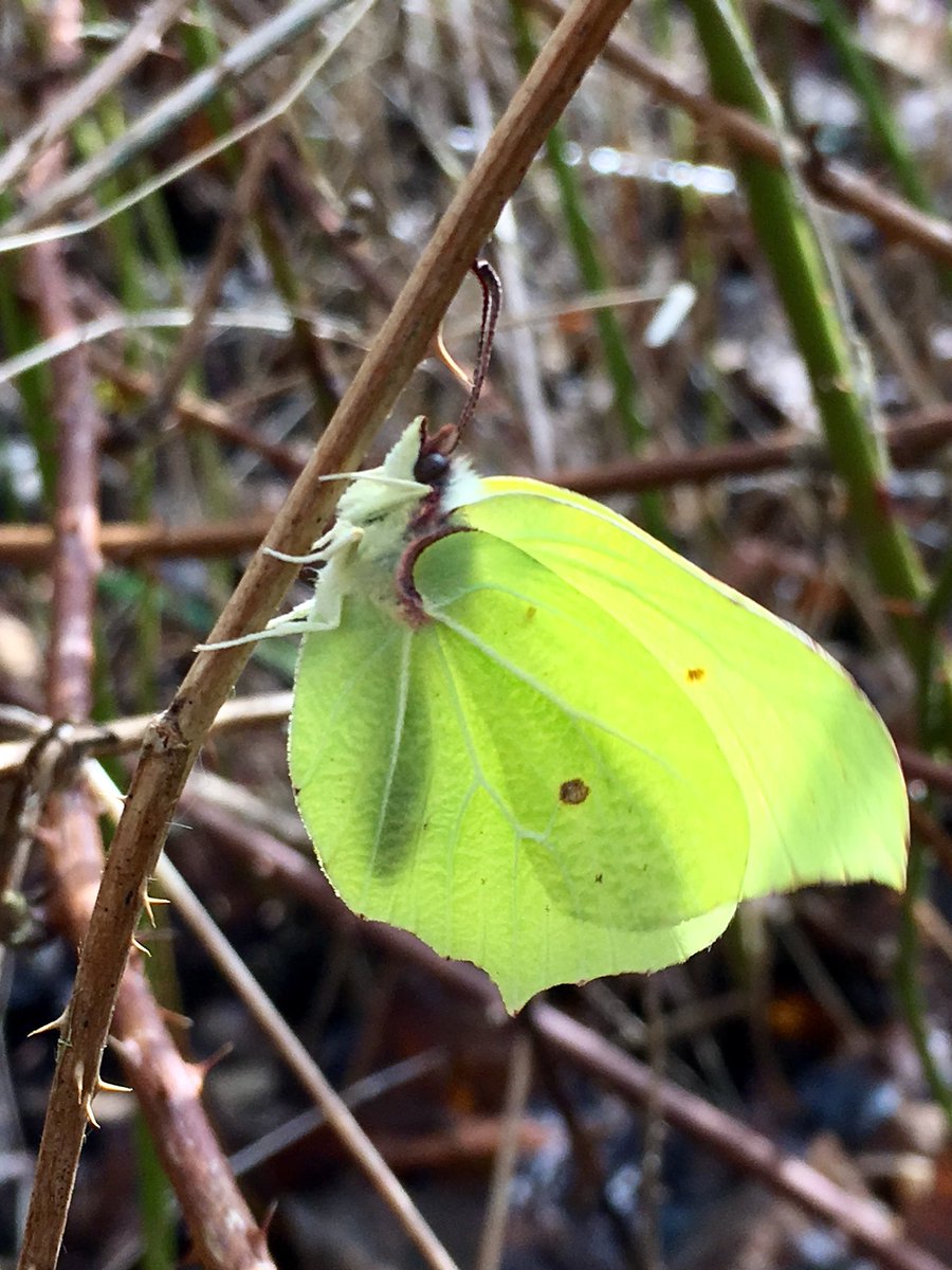#brimstone my first #butterfly of the year, during #grizzledskipper work party @NottsBAG @ButterfliesEM