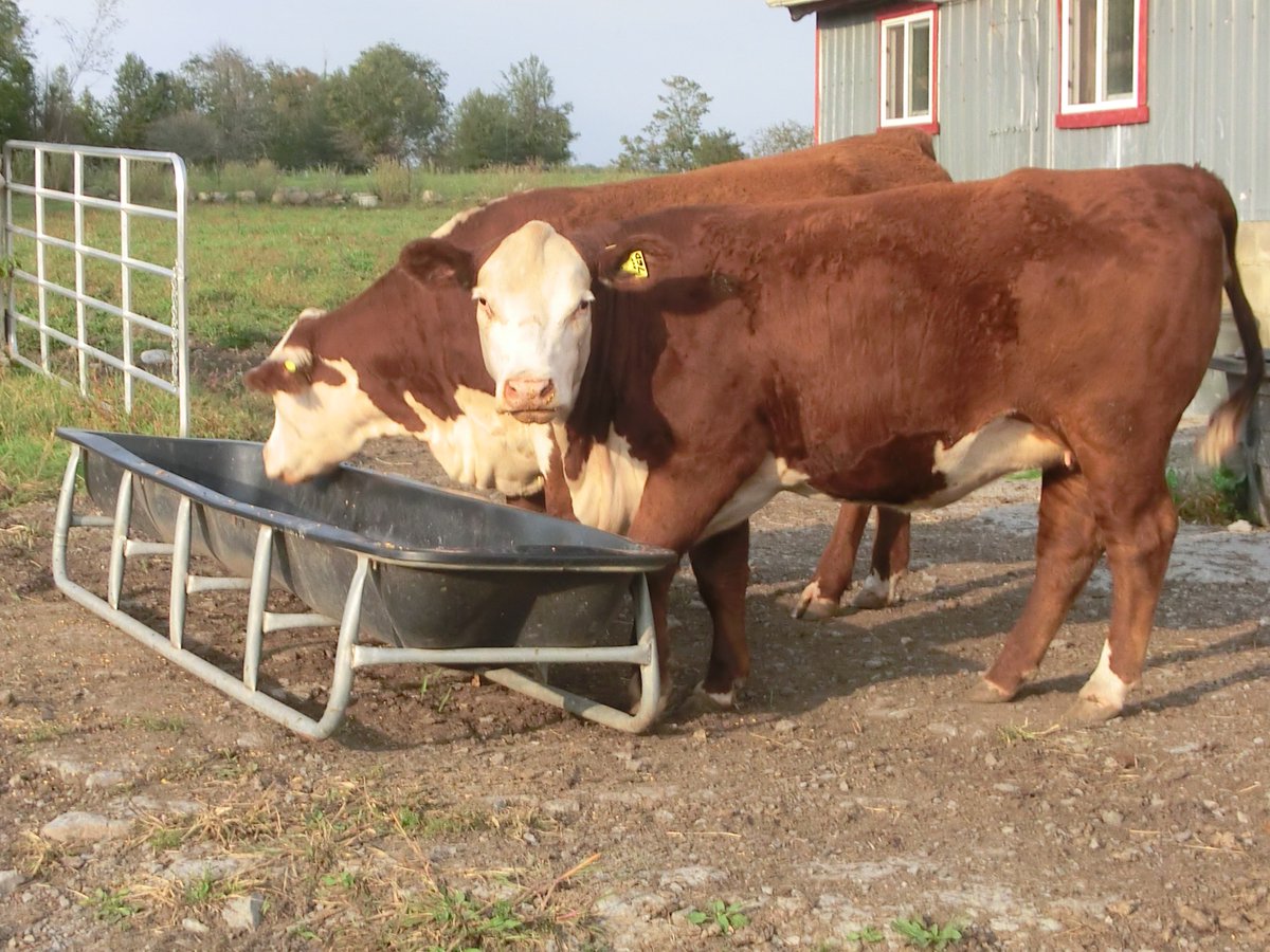 steve6627's tweet photo. our newbies both hatch unassisted sub 80 lb, days apart, gal on right super protective though - 'up headed', we better be too ๐ค #HaveAnEye https://t.co/OptkCbduNJ