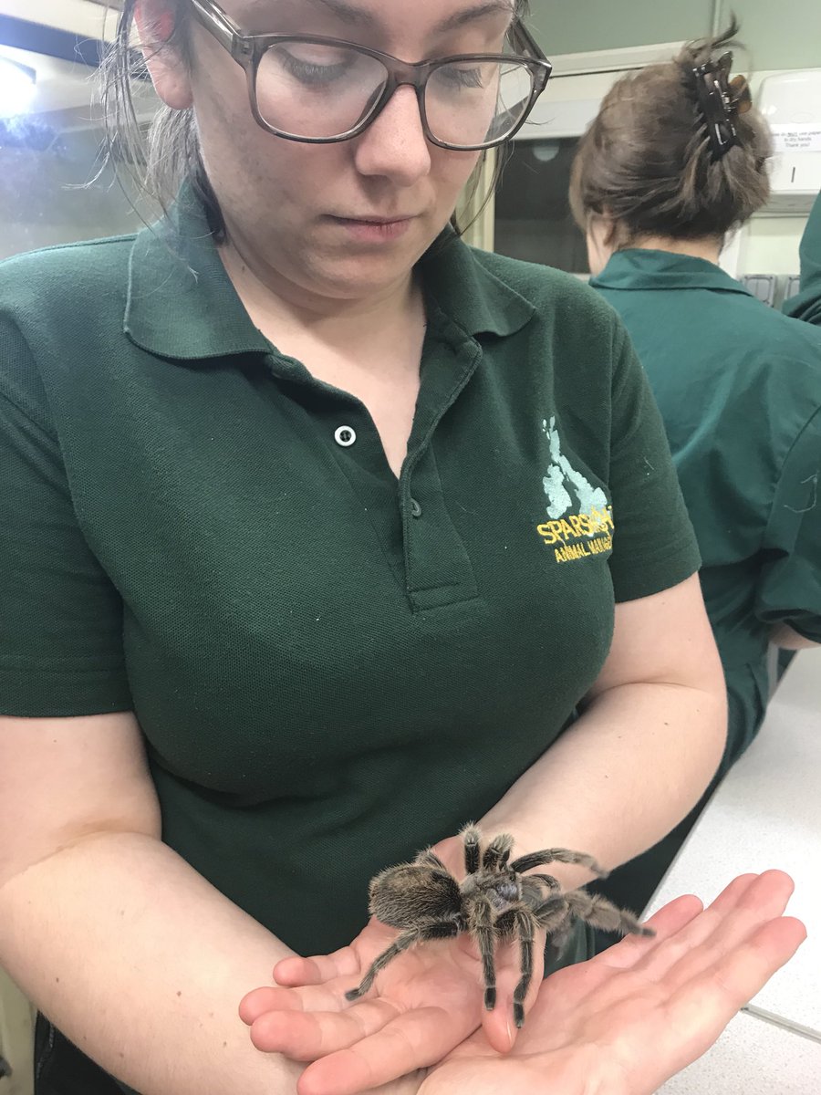 burt_imogen's tweet photo. Arachnid handling session @Sparsholt_Coll https://t.co/QSqz9b13Z0