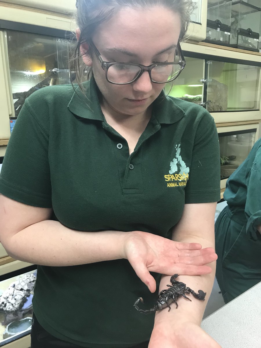burt_imogen's tweet photo. Arachnid handling session @Sparsholt_Coll https://t.co/QSqz9b13Z0