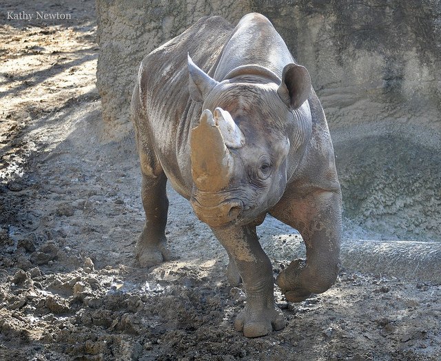 Faru, aka: Kendi's dad, enjoys a nice mud bath too! Rhinos cover themselves in mud to protect themselves against sunburn and insect bites.
