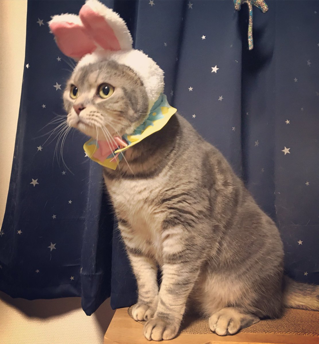 omogajitan's tweet photo. #イースター
#がじまる
#猫 https://t.co/EXKScmEV8i