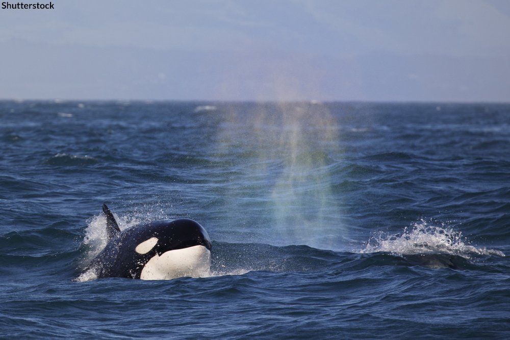 oceana tweet picture
