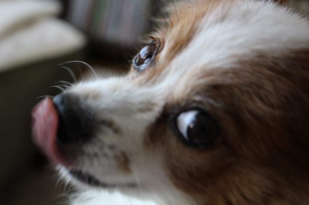 _pink0berry_'s tweet photo. @JulijuliaMj パピヨンのパピです🐶 https://t.co/xyjEr4ZI2J