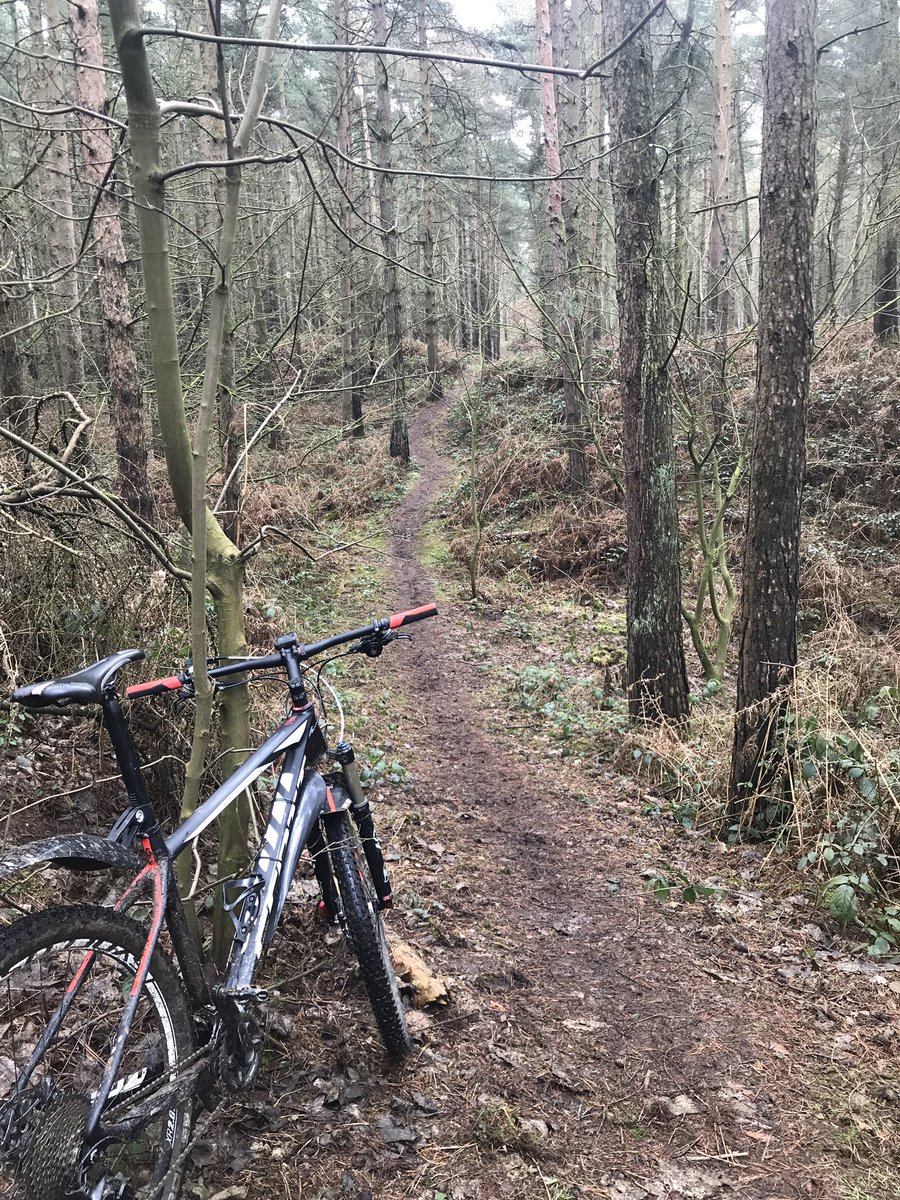 stevehigh4's tweet photo. Sunday funday out on @bikeonscott enjoying warmer weather encountering resident nutty pheasant @LincsSkies #mtbexplore #cycling #Lincolnshire #aatr #singletrack https://t.co/CbtLt3uja2