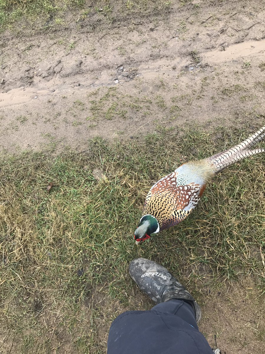 stevehigh4's tweet photo. Sunday funday out on @bikeonscott enjoying warmer weather encountering resident nutty pheasant @LincsSkies #mtbexplore #cycling #Lincolnshire #aatr #singletrack https://t.co/CbtLt3uja2