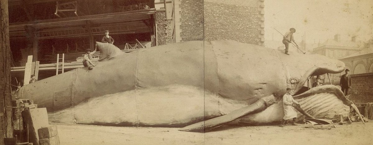 patrick_baud's tweet photo. En octobre 1893, une baleine s'échoua près de Villerville, en Normandie. Un comédien nommé Simon Max acheta la dépouille de l'animal, et il la transforma en un théâtre de 80 places. L'incroyable Théâtre-Baleine fut ensuite déménagé à Paris, où il brûla finalement en 1894. https://t.co/k8RBvLeU3G