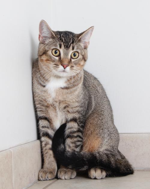 fostertoforever's tweet photo. Rabbit looks puzzled and concerned -- will Daylight Savings affect her feeding scheduled? Adopt her today and alleviate her fears! @SHHAnimalRescue #DaylightSavings #rabbit #ConsignmentCats #AdoptDontShop #CatsOfTwitter https://t.co/57sAYZ8Utz