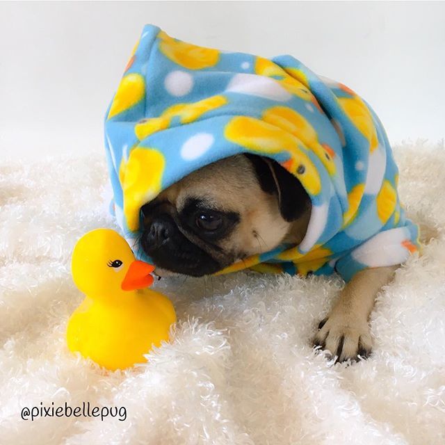 pixiebellepug's tweet photo. Listen up, Bob... if anyone asks, you havenโt seen me... ๐คซ๐๐ค
.
#bathday
.
.
#dogoftheday #doglife #ruffpost #dailybarker #shotoniphone #buzzfeedanimals #bestwoof #pets_perfection #moderndoglovers #pupandco #barkzweekly #lifeanddog #showpetslove #CLPets https://t.co/ikhAbBbp9Q https://t.co/jtRClgDblc